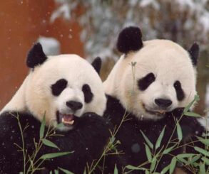 Panda Diplomacy